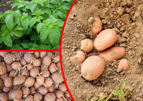 Картофель Вектор — сорт, который прибыл из Беларуси и порадовал меня ...