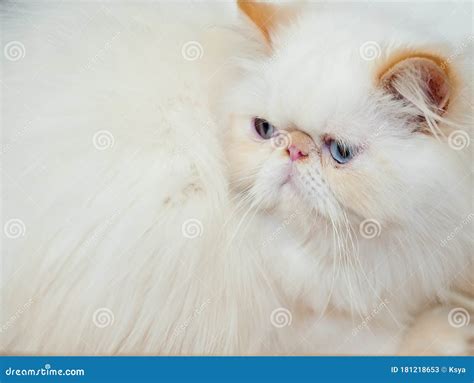 Peke-faced Persian cat stock image. Image of fabric - 181218653
