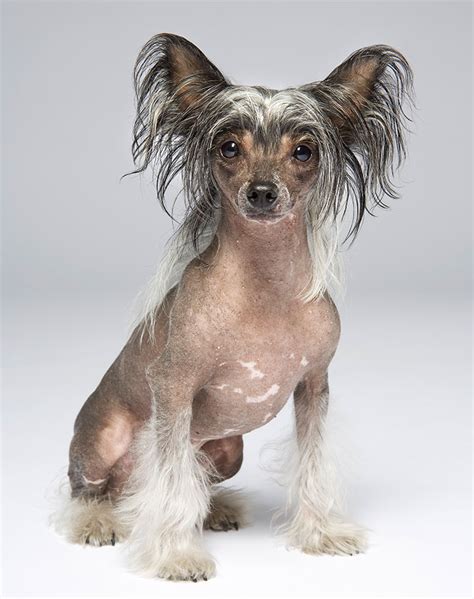 20 Toy Dog Breeds That Prove Big Things Come in Small Packages - PureWow