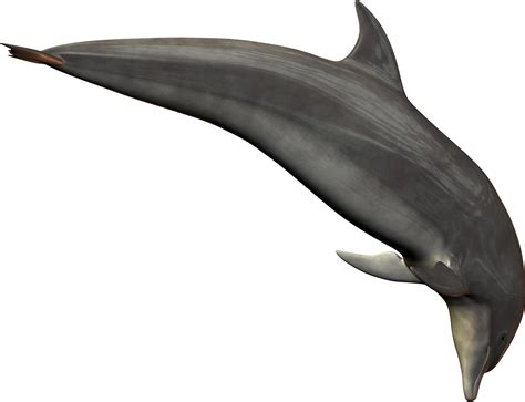 Дельфин PNG фото