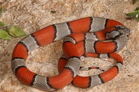 22 Black and Red Snake Species (Pictures and Identification)