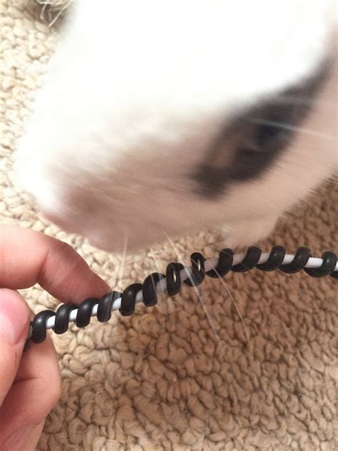 how to stop dogs from chewing on cords