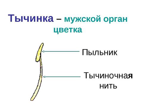 Презентация "Цветок – орган генеративного размножения" - скачать бесплатно