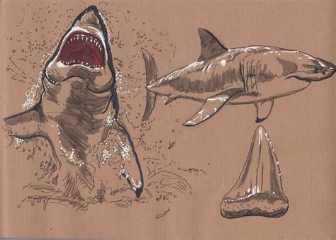 Great White Shark Sketch at PaintingValley.com | Explore collection of Great White Shark Sketch