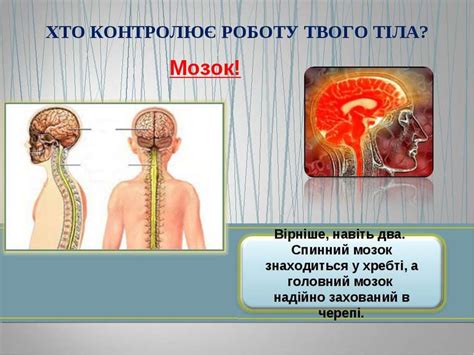 НЕРВОВА СИСТЕМА - презентація з біології