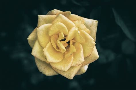 600,000+ Free Free 4K Flower Background & Background Images - Pixabay