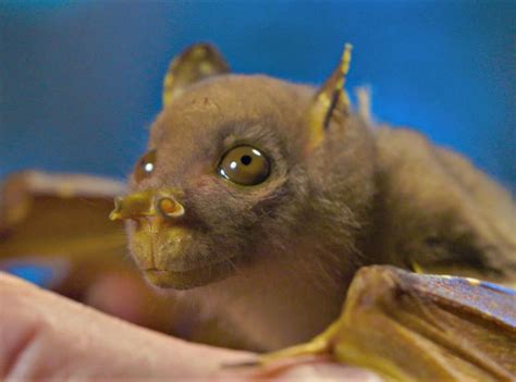 The Eastern Tube-nosed Bat's nostrils can move independently from each ...