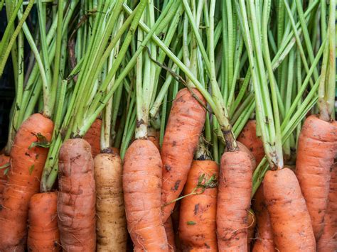 close  photography  orange carrots  stock photo