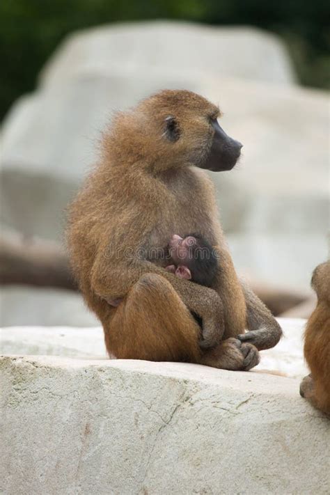 Guinea Baboon (Papio Papio). Stock Photo - Image of little, family ...