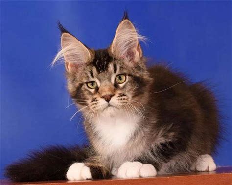 Майкуны Коты Фото И Цена Авито