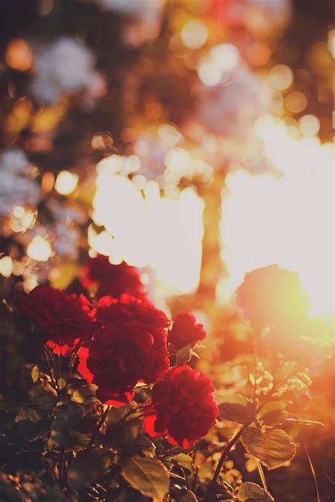 Red Roses At Sunset by Julia Davila-lampe