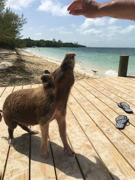 The famous Bahamas swimming pigs in Piggyville, No Name Cay, Abaco ...