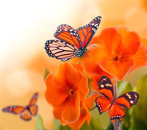 Download The beauty of butterflies fills a colorful garden