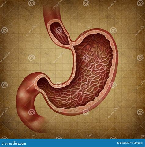 Het Diagram Van Grunge Van De Anatomie Van De Maag Stock Illustratie ...
