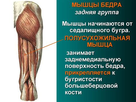 Мышцы плечевого пояса - презентация онлайн