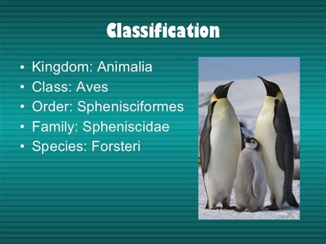 Brittany Alexander. Period 6. Emperor penguin