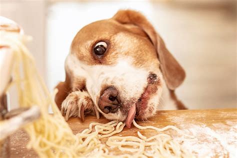 Dogs Eating Spaghetti Stock Photos, Pictures & Royalty-Free Images - iStock