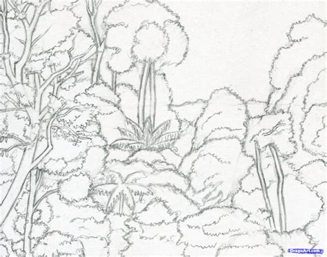 Tropical Rainforest Drawing at PaintingValley.com | Explore collection of Tropical Rainforest ...