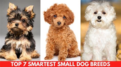 small dogs  good pets  louise costa blog