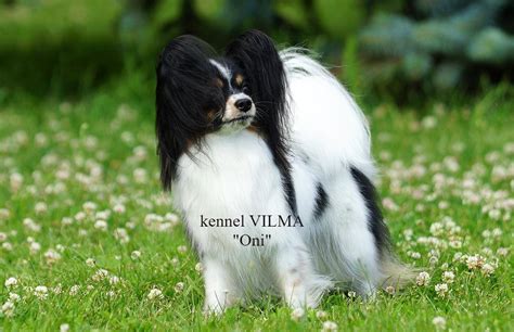 питомник ВИЛЬМА |ПАПИЙОН|kennel VILMA|Питомник папийонов
