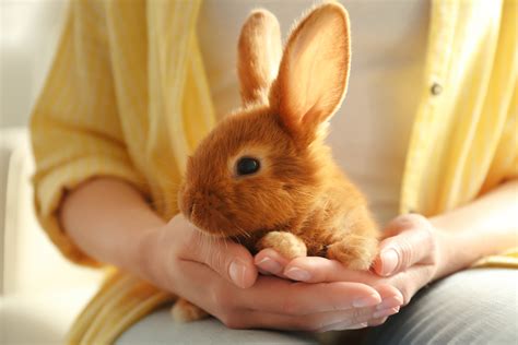 Lapin : guide pour un régime équilibré et stimulant - Animalis