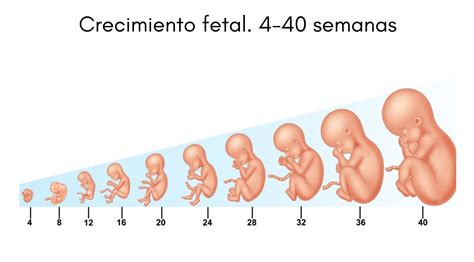 Desarrollo embrionario: concepto, etapas y sus características