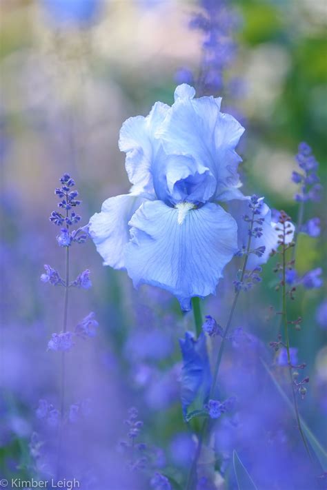 Kimber Leigh Photography