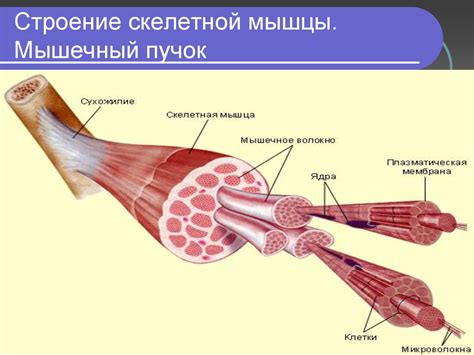 Основные группы мышц - online presentation