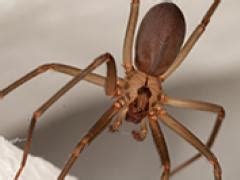 Aranha-marrom: características, prevenção e controle eficaz | Syngenta PPM