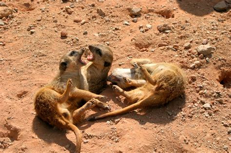Surikata (Suricata suricatta Schreber, 1776) | WildAfrica.cz ...
