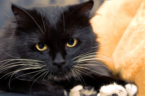 images animal pet fur black cat closeup close  pets