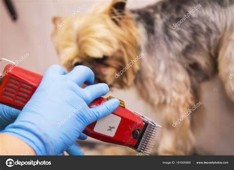 Cutting Dog Hair — Stock Photo © tetxu #191005950