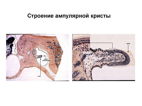 Вестибулярный аппарат - презентация онлайн