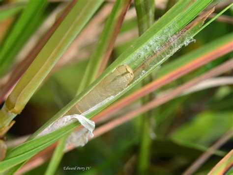Arogos Skipper - Alabama Butterfly Atlas