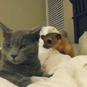 Cat & Kinkajou | Funny animal videos, Cute cats and dogs, Cute animals