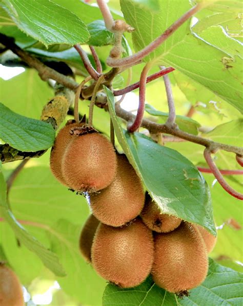How to Grow Kiwi fruit in your home | Growing Kiwi plants | Kiwi fruit ...