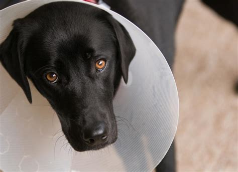 Gabapentin | PetMD