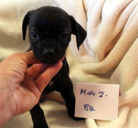 Adopt CHIHUAHUA PUPPY (MALE #2 BLACK) Today - Find Paw Pal