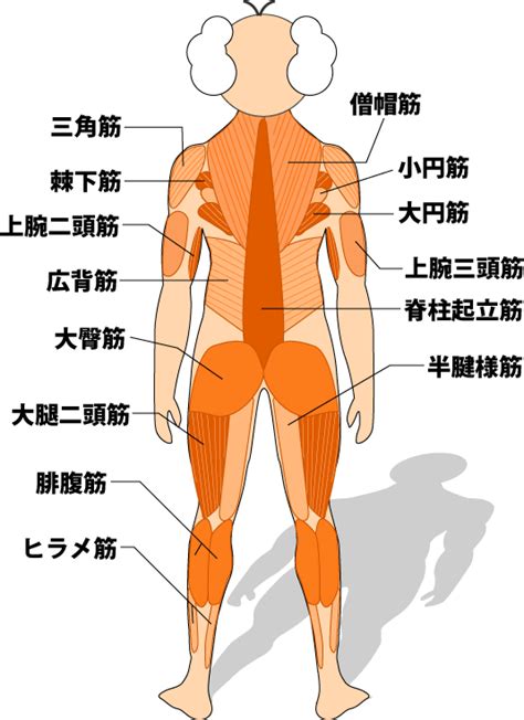 筋肉図 - 筋肉の名称と部位 - 筋肉論 - 超初心者向け筋トレ方法実践サイト