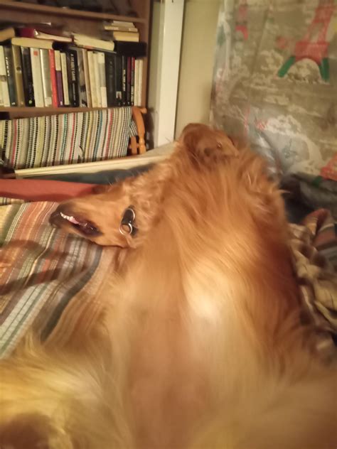 Guess I was taking up too much space, In "her" bed : r/goldenretrievers