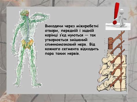 Спинний мозок. Будова і функції - презентация онлайн