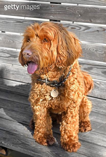 Brown Labradoodle, crossbreed dog created by crossing Labrador ...