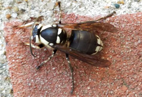 Bald Faced Hornet Sting: Essential Facts And Remedies - What's That Bug?