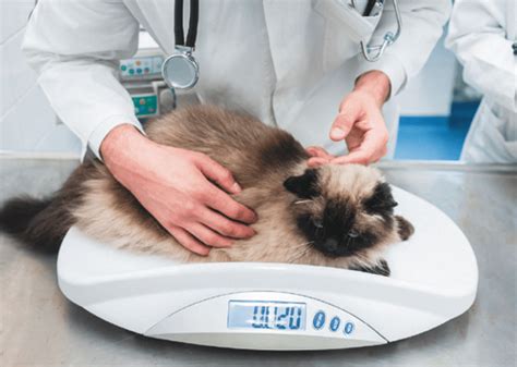 Кормление кошек при сахарном диабете – VETnutrition — Ветеринарное ...