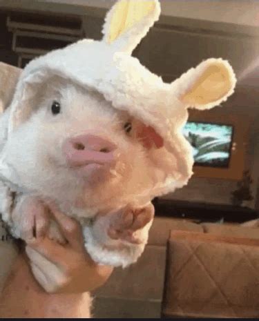 Piggy GIF - Piggy - Discover & Share GIFs