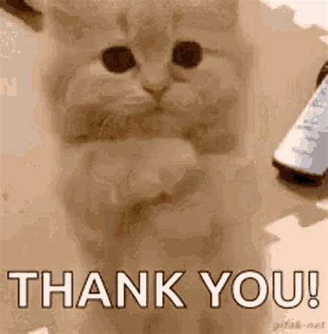 Thank You Kitten Meme