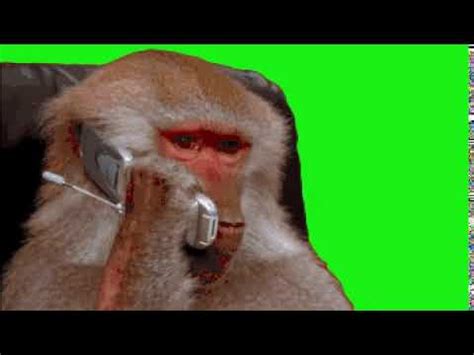 обезьяна с телефоном футаж хромакей - YouTube