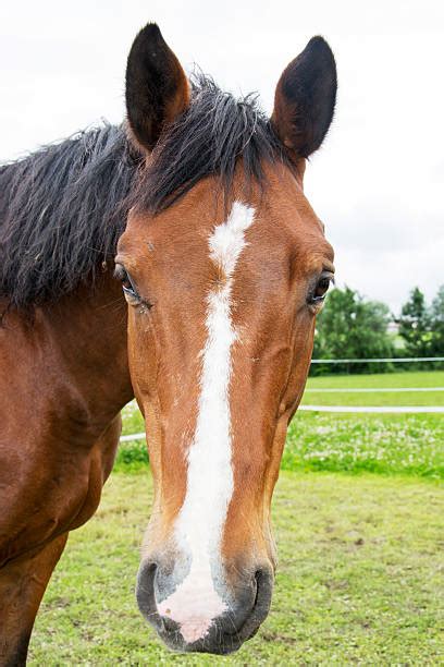 100+ Horselaugh Stock Photos, Pictures & Royalty-Free Images - iStock