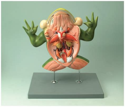 Eisco™ Frog Dissection Model | Fisher Scientific