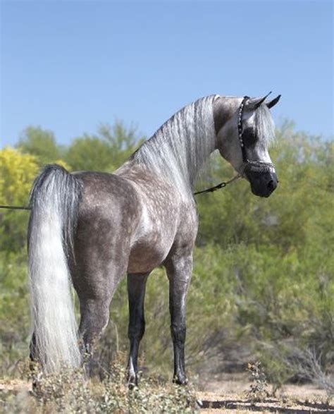 arabian horse | Arabian horse | Pinterest | Horse